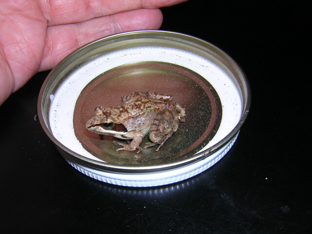 garagefrog.jpg
